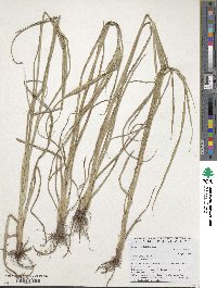 Cyperus esculentus image