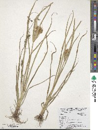 Cyperus esculentus image