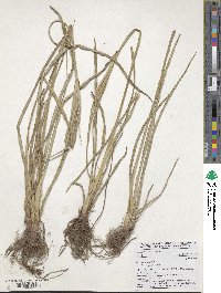 Cyperus esculentus image