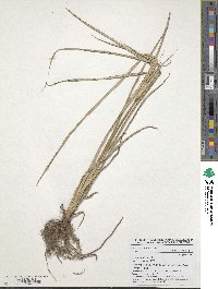 Cyperus esculentus image