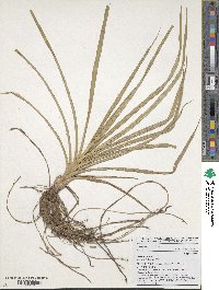 Cyperus esculentus image