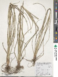 Cyperus esculentus image