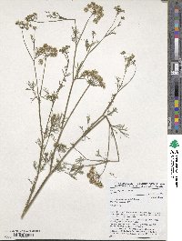 Trachyspermum ammi image