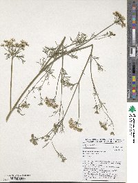 Trachyspermum ammi image