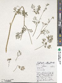 Coriandrum sativum image