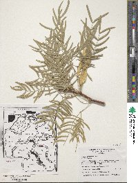 Prosopis glandulosa image