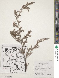 Prosopis pubescens image