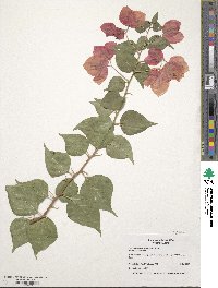 Bougainvillea spectabilis image