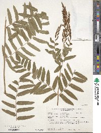 Osmunda regalis image