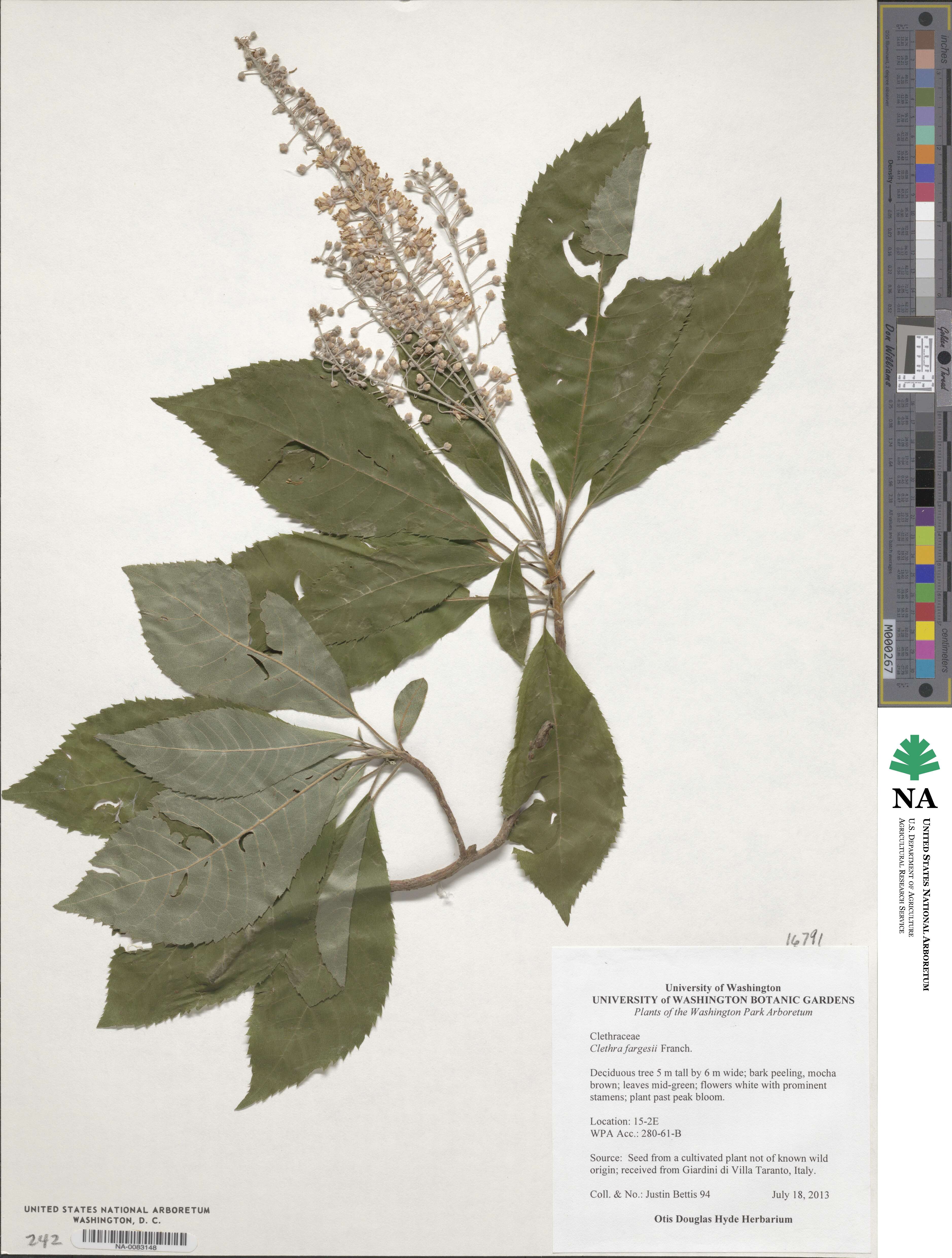 Clethra fargesii image