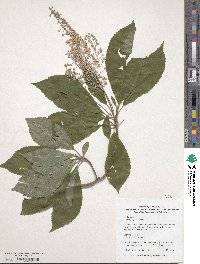 Clethra fargesii image