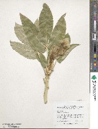 Helleborus viridis image