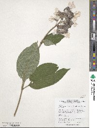 Hydrangea aspera image