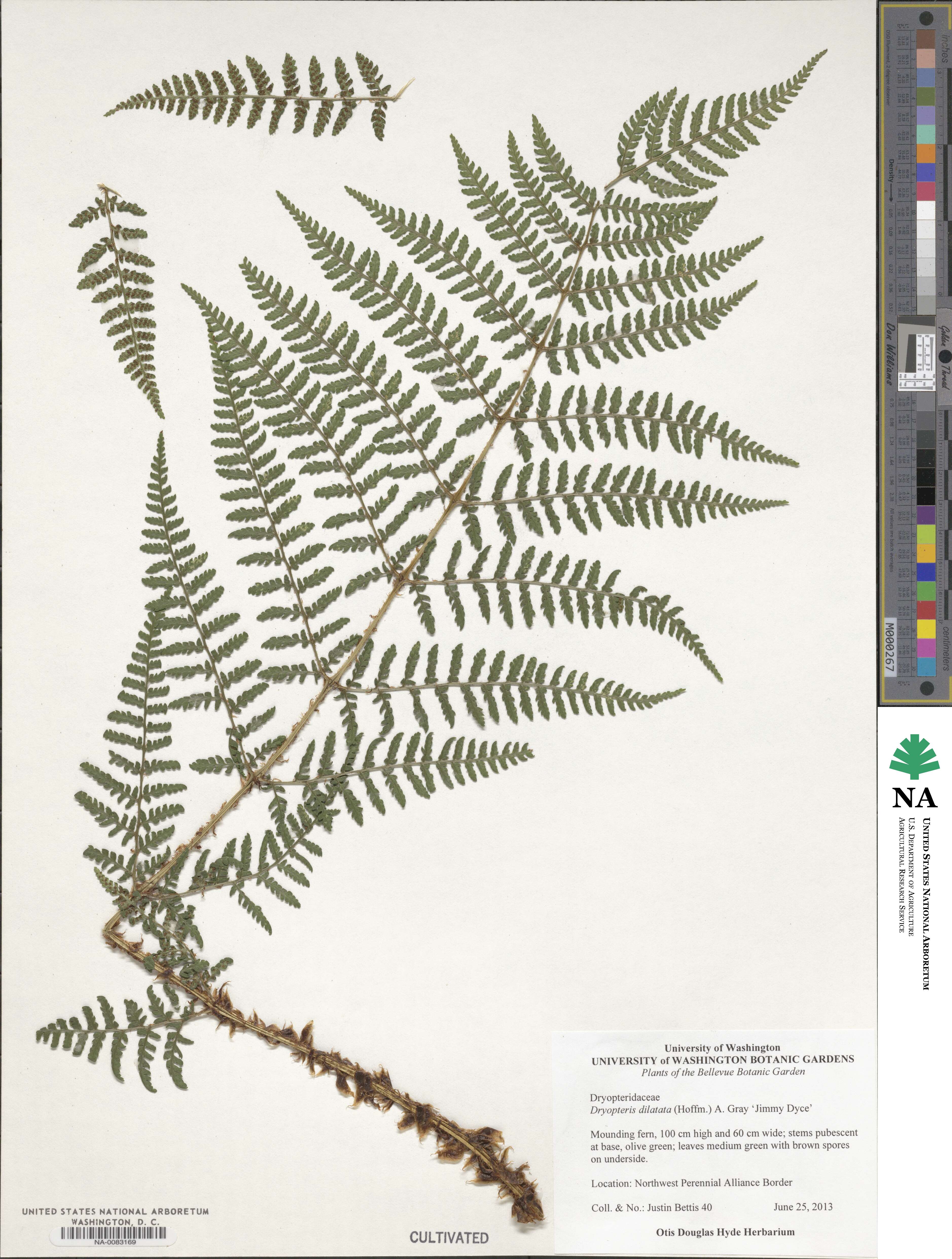 Dryopteris dilatata 'Jimmy Dyce' image