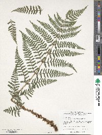 Dryopteris dilatata image