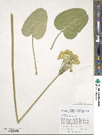 Primula florindae image