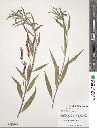 Lobelia laxiflora image