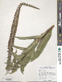 Image of Digitalis parviflora