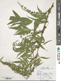 Datisca cannabina image