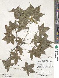 Acer oliverianum image