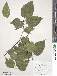 Celtis occidentalis image