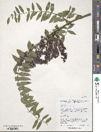 Image of Coriaria sarmentosa