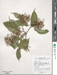Cornus obliqua image