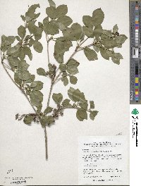 Enkianthus campanulatus image