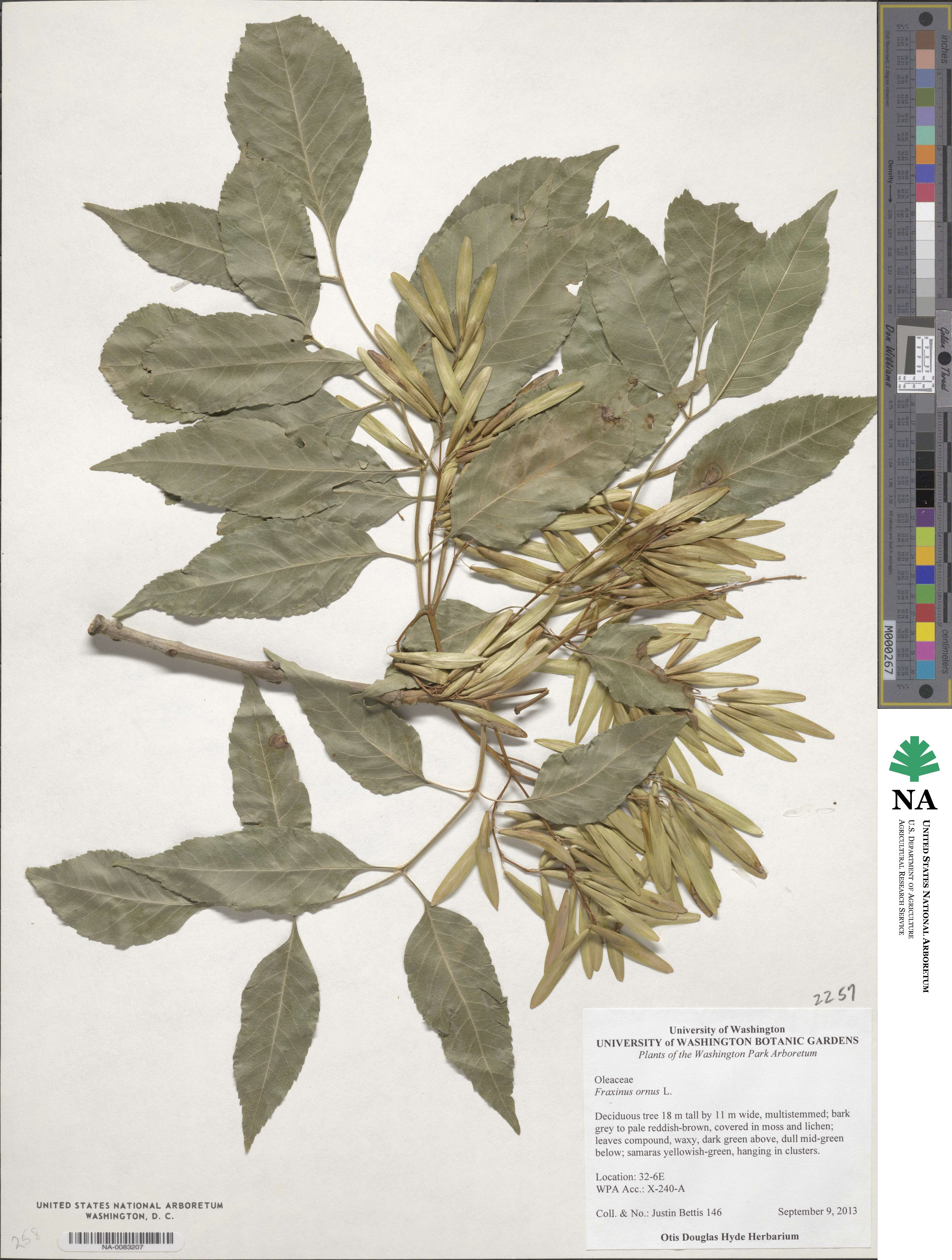 Fraxinus ornus image