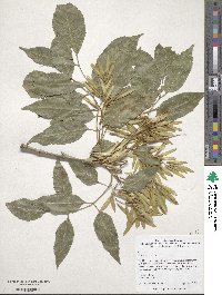 Fraxinus ornus image