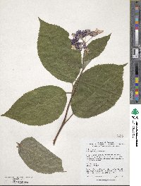 Hydrangea involucrata image