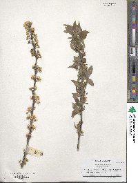 Prunus maritima image