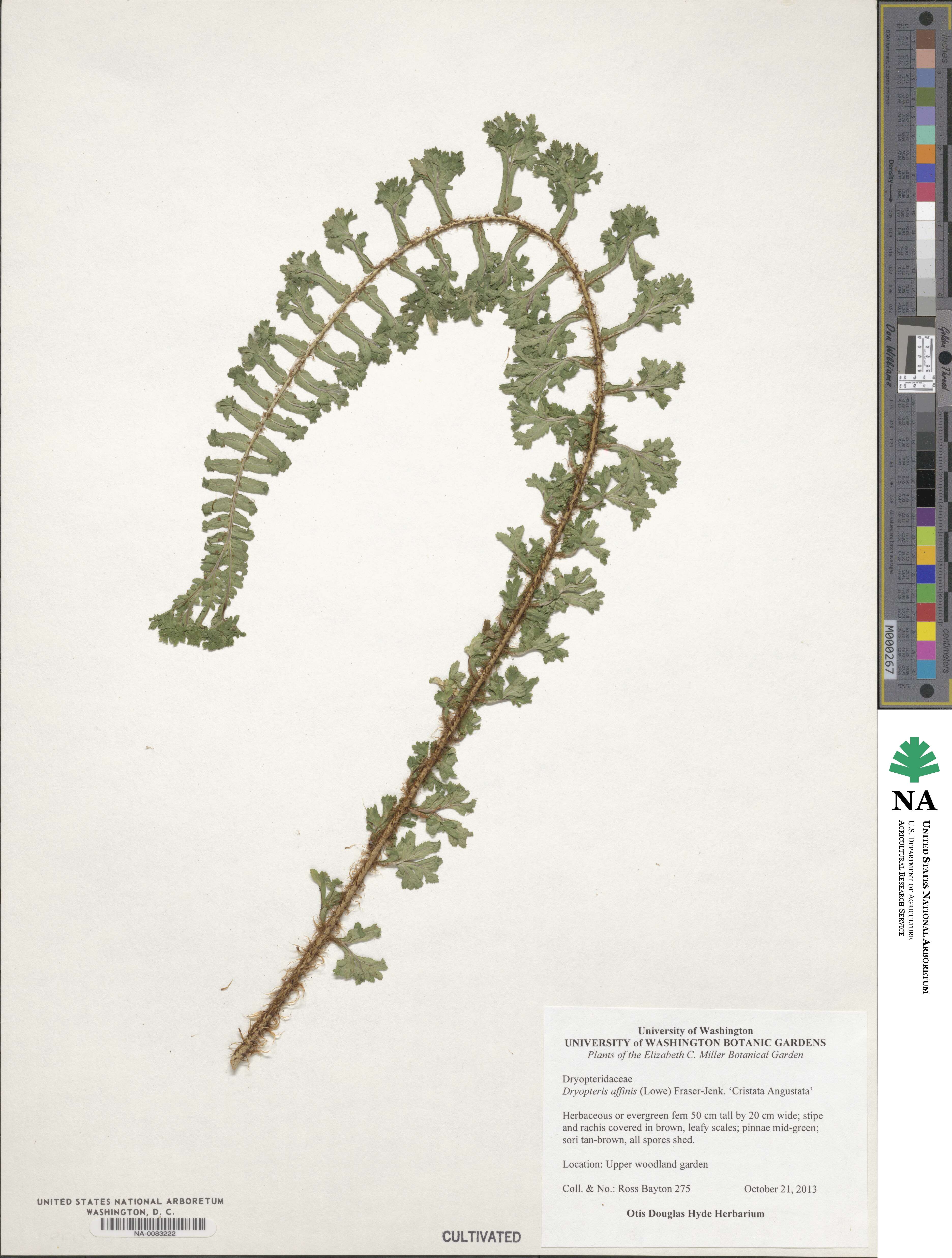 Dryopteris affinis image