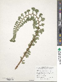 Dryopteris affinis 'Cristata Angustata' image