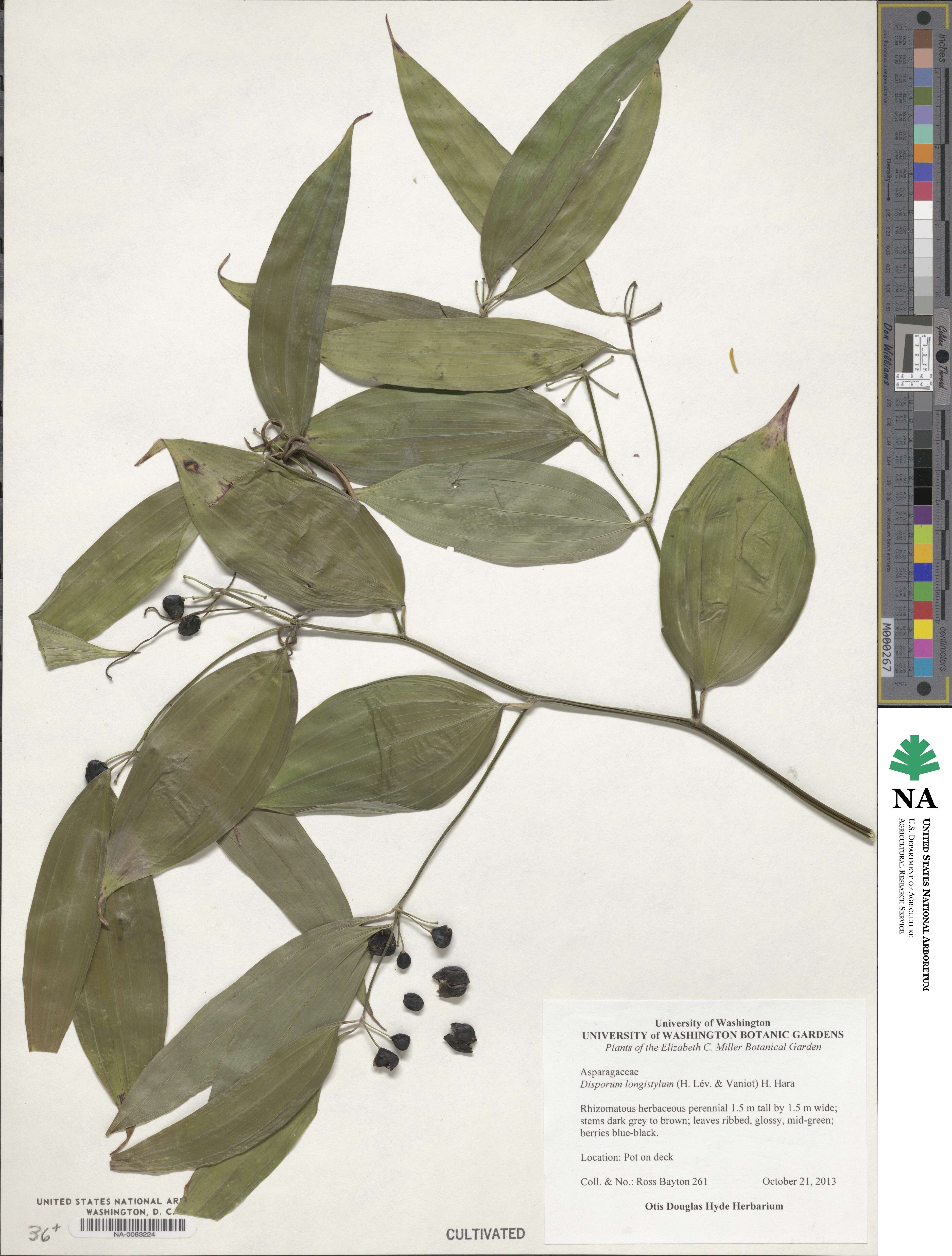 Disporum longistylum image