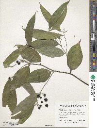 Image of Disporum longistylum