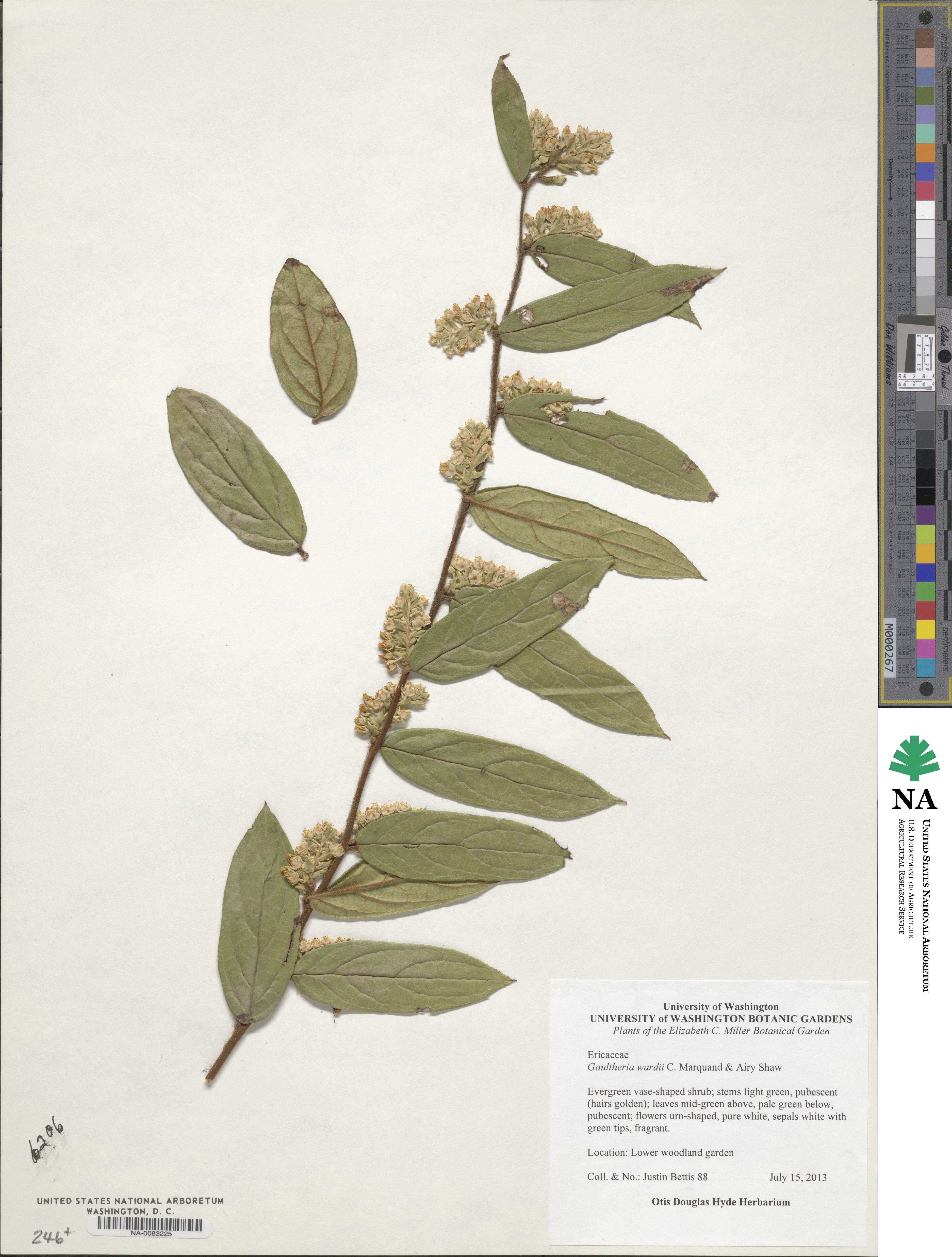 Gaultheria wardii image
