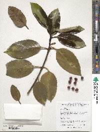 Ilex latifolia image