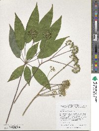 Image of Heptapleurum gracile