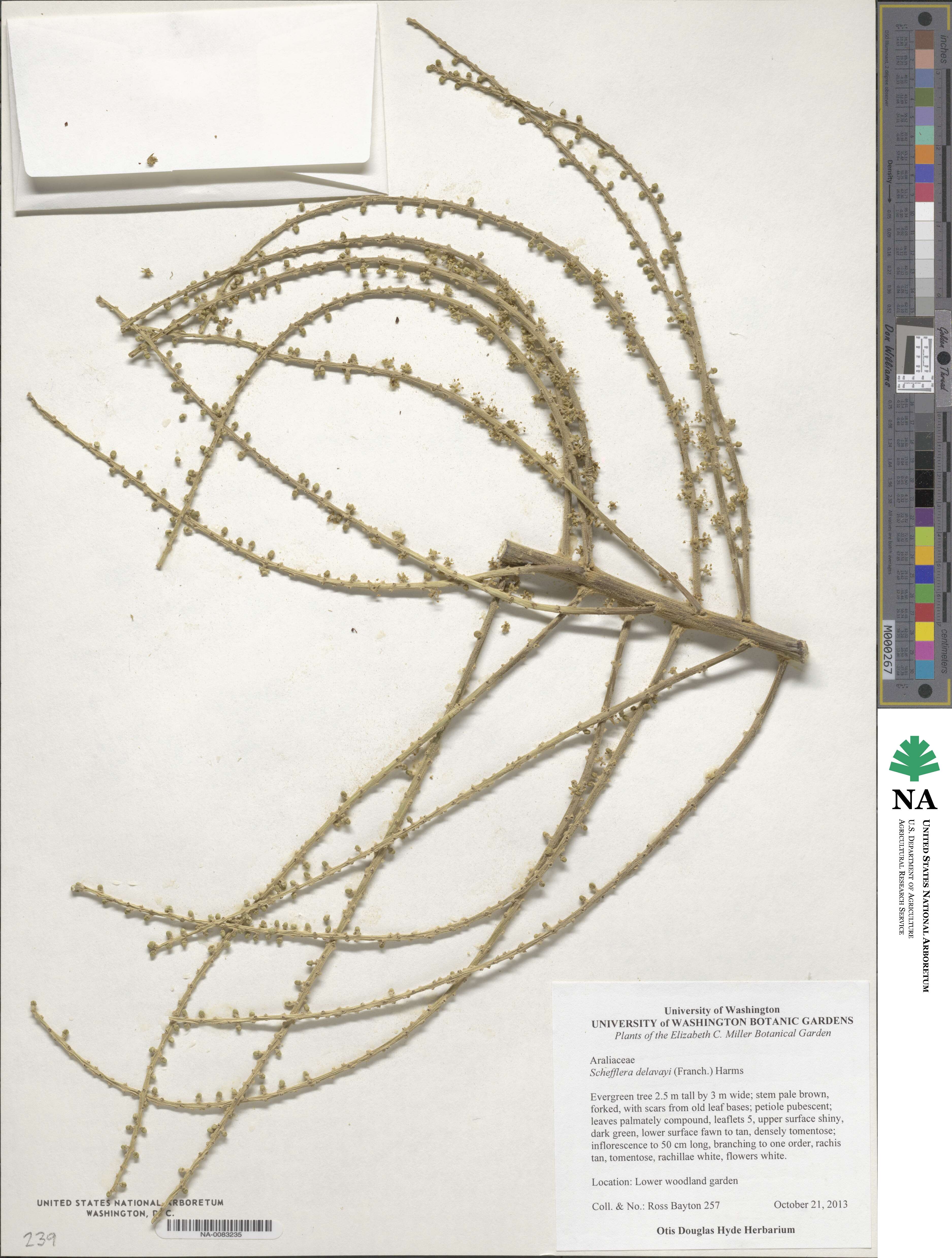 Heptapleurum delavayi image