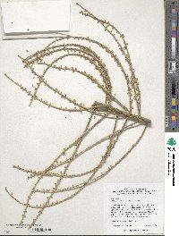 Heptapleurum delavayi image