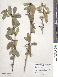 Berberis julianae image