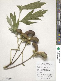 Image of Paeonia ludlowii