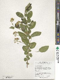 Azara dentata image