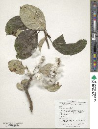 Populus maximowiczii image