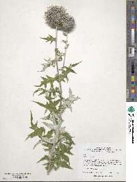 Image of Echinops ritro