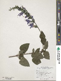 Salvia guaranitica image