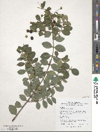 Luma apiculata image