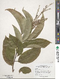 Oxydendrum arboreum image