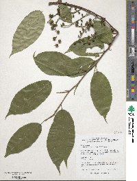 Stachyurus himalaicus image